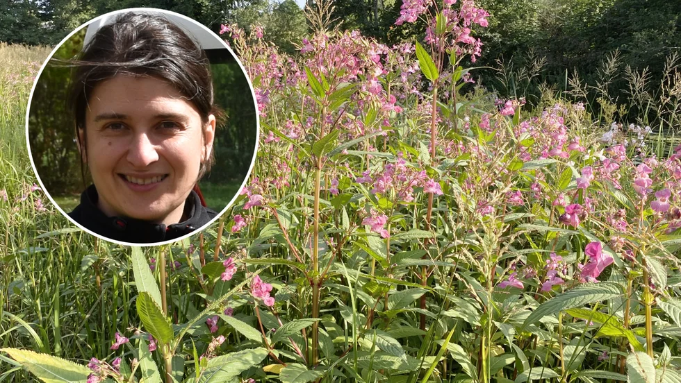 Jättebalsamin sprider sig snabbt och orsakar skador på naturen. På bilden syns Laura Bende, landskapsarkitekt Vingåkers kommun. 