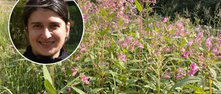 Vingåker varnar för främmande arter: "Folk har inte koll på invasiva växter i naturen"