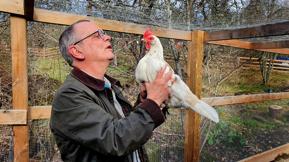 "Det finns inget djur vi vet så lite om som höns, trots att ägg och kycklingkött är världens vanligaste animaliska kost. Och tänkt att 300 miljoner ägg årligen används för att framställa influensavaccin. Bara en sådan sak", säger hönsälskaren och etologen Per Jensen.