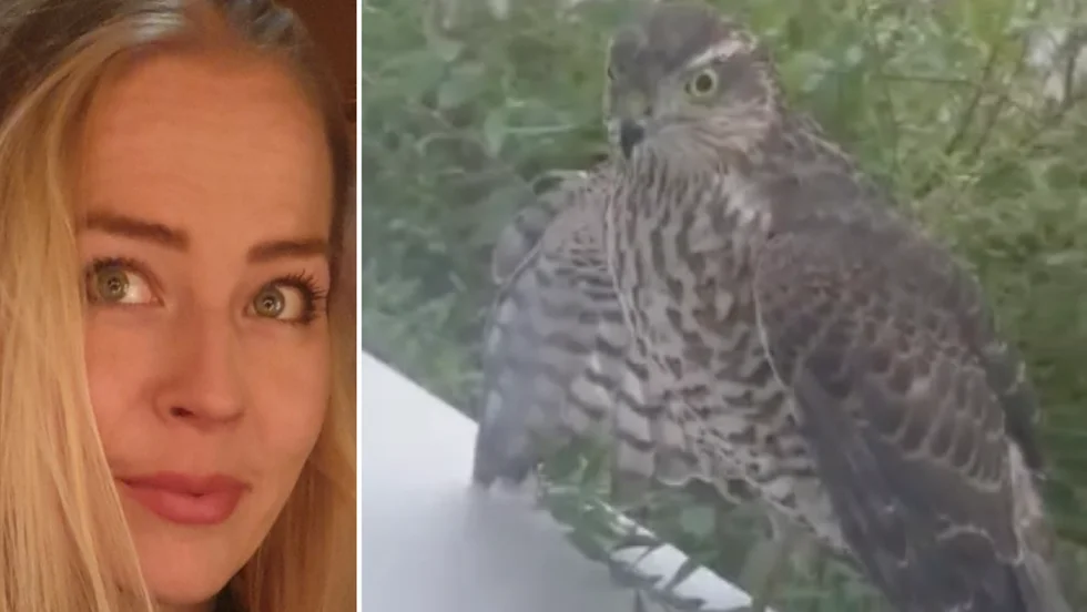 Malin Oubadah på Anderstorp fick oväntat besök när en rovfågel försökte ta sig in genom fönstret.