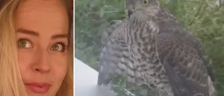 Malin på Anderstorp fick oväntat besök vid frukostbordet: ”Rovfågeln försökte ta sig in genom fönstret” • Se filmen här