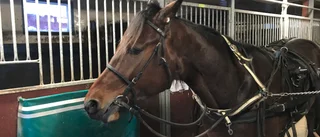 Ingen V75-final för Zorro – måste vila