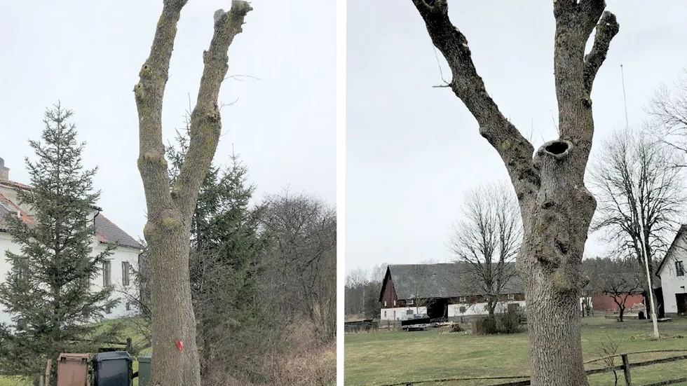 Två av de träd som blev alltför toppkapade i allén i Ganthem. Bilder från länsstyrelsens tillsyn.