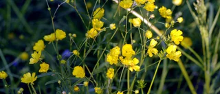 Tips på blommor att plocka