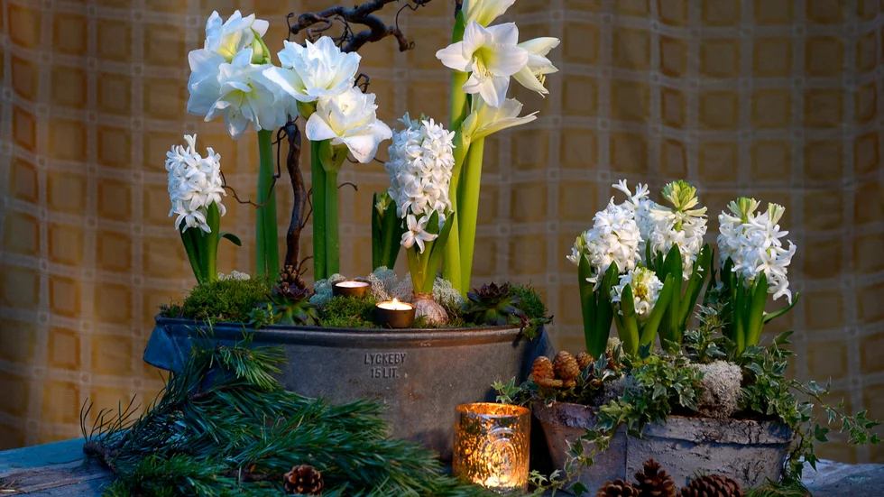 Många av de julblommor vi har hemma är giftiga för våra husdjur. Foto: Janerik Henriksson/TT