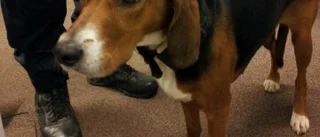 Ännu en hund upphittad
