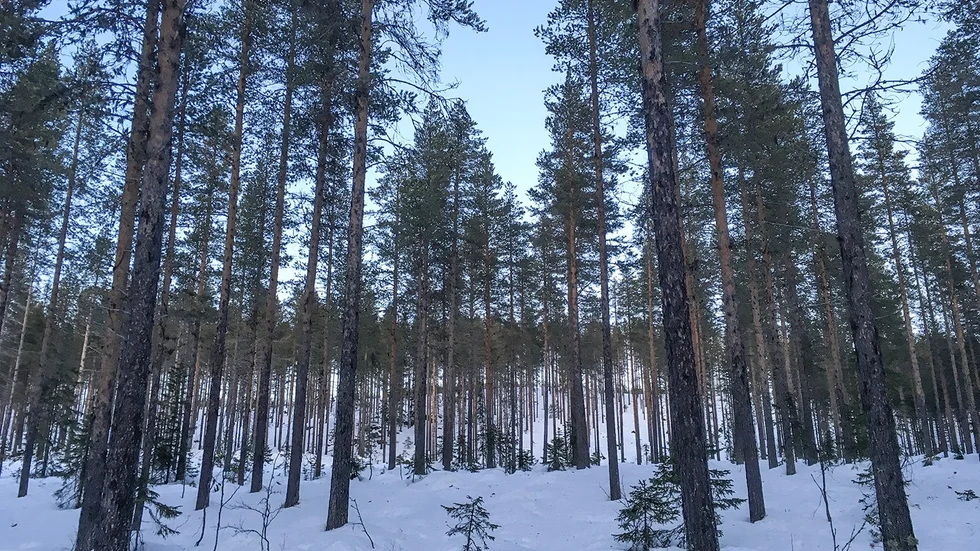 Nej tack till naturreservat. Arvidsjaurs kommun anser att istället för att bilda nya reservat, bör skötsel av redan befintliga öka. 
