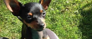 Bortsprungen hund är nu hittad
