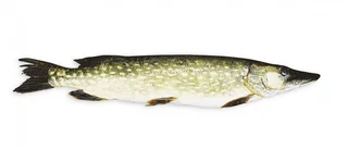 Skapa fler fiskeplatser