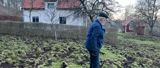 Stängslet stoppade inte svinen: Arne fick 2000 kvm trädgård uppbökad