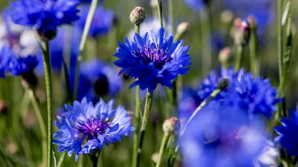 Partiblomma. Lars Karlsson vill se ett samhälle där alla får chansen att blomma ut. Kanske som vackra blåklintar?