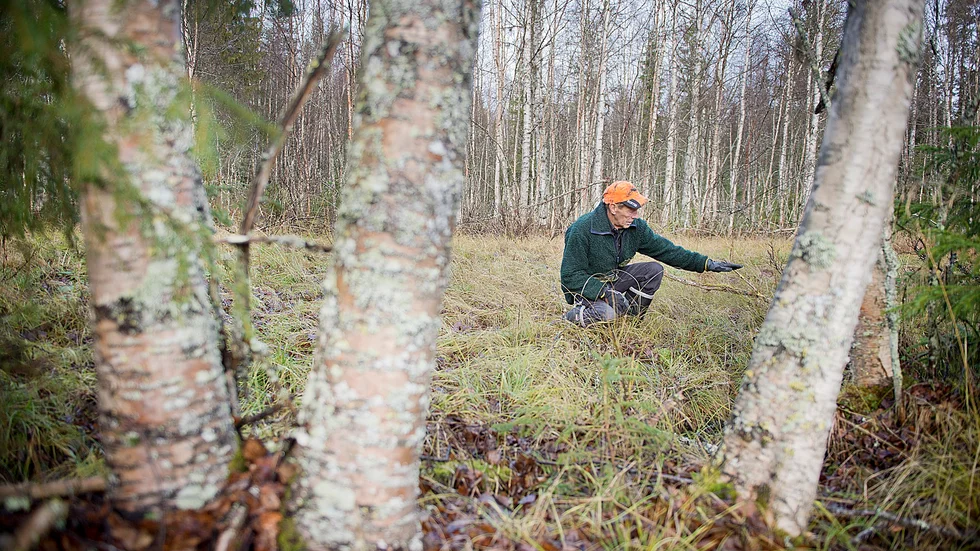Skogen. Under Renmyrans yta lurar en hemlighet som förbryllat Jan-Erik Granström genom åren. Foto: Lars Eriksson.