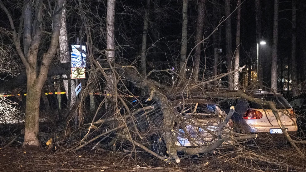 Träd har föll över bilar på en parkering på i centrala Malmö när stormen Malik med full kraft drog in över Skåne på lördagskvällen.
