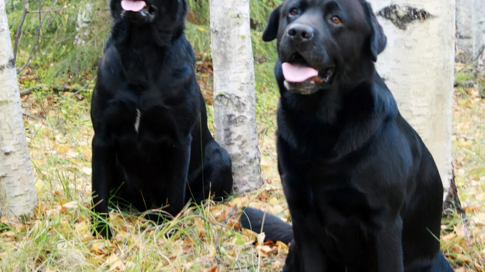 Stöttar våldsutsatta. Labradorerna Pepper och Jack jobbar med matte Lena Stenvall på psykiatriska kliniken.