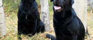 Pepper och Jack får en unik utmärkelse
