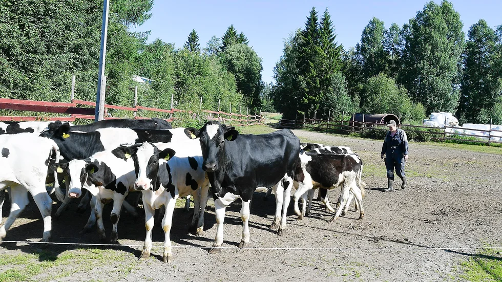 Från 1 november blir Norrmejeriers pris för konventionell mjölkråvara 374 öre per kilo 