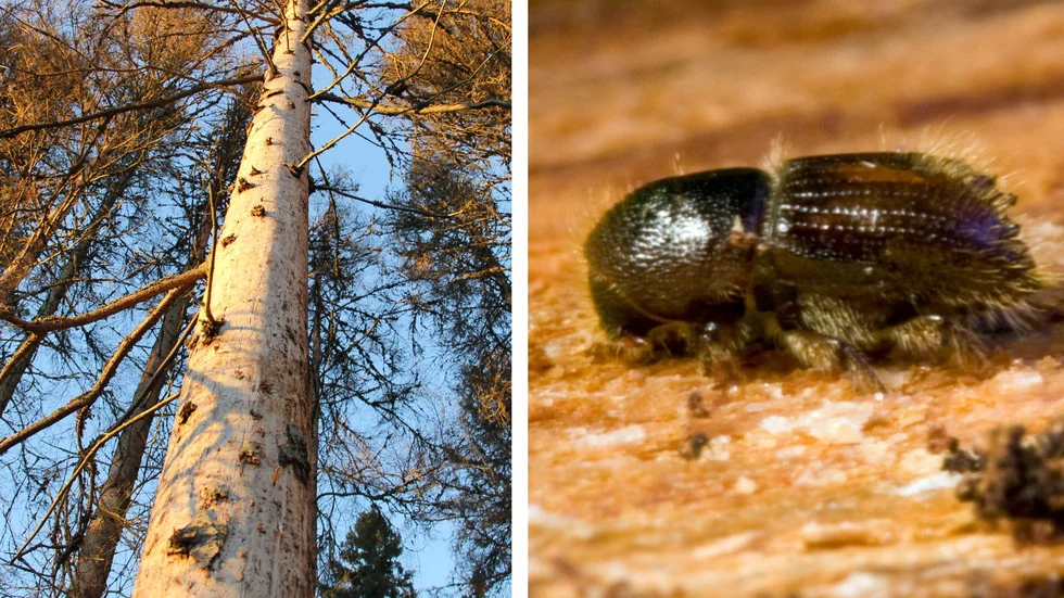 Se upp, men tänk också på att rötterna under marken kan vara försvagade efter granbarkborrens framfart, manar Gnesta kommun.