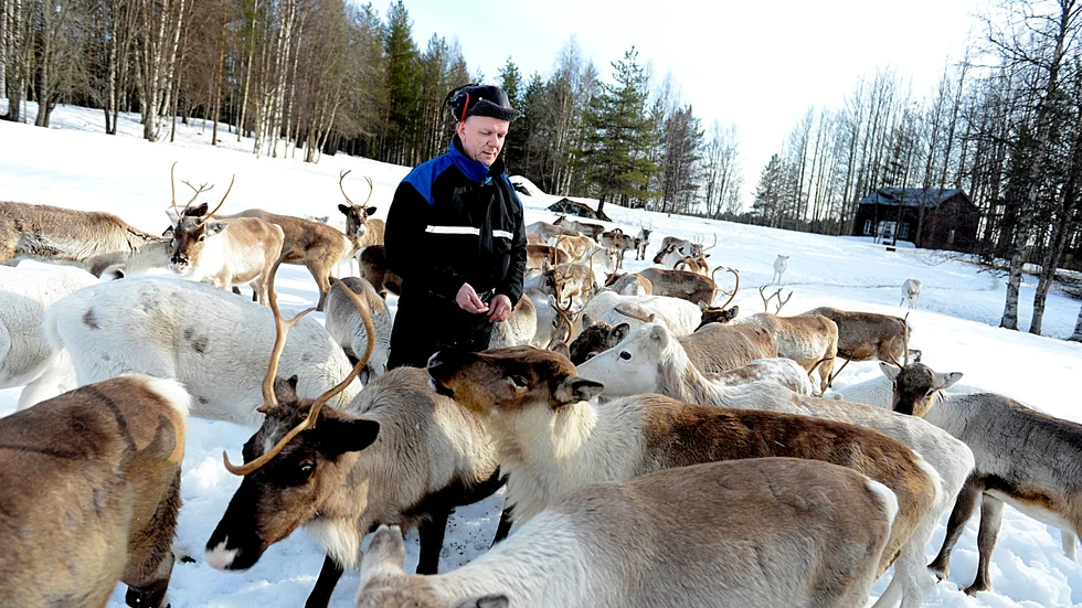 Renskötaren Roger Lindbäck, Gällivare sameby, säger att  samebyn ska överklaga vindkraftsdomen till EU-domstolen.