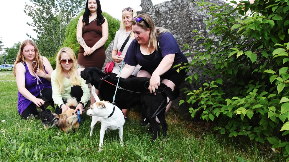 Ida Larsson, Emma Sandström, Moa Bäckström, Helena Åkerman och Anna Rönnlund är gänget bakom Sivans hundtjänst. Här med de två chihuahuorna Elsa och Wilmer, dansk-svenska gårdshunden Chilla och jaktlabradoren Eddie.