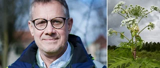 Giftiga växten står kvar – trots upprepade påtryckningar