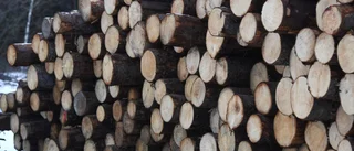 Skog ska brukas, inte bara skyddas