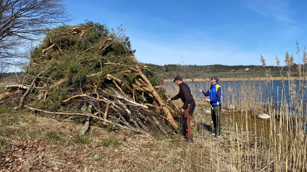 Majbrasan är redan på plats. 