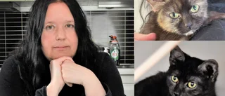 Övergivna katter har hittat nytt hem