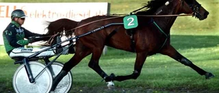 Lord Arriba siktar på Elitloppet