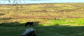 Bear fright north of Skellefteå: "Very scary"