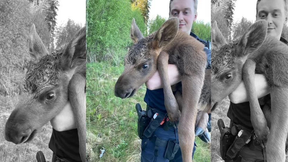 Älgkalven under polisens räddningsuppdrag. Patrullen lyfte in den otroligt söta älgkalven i patrullbilen. Där fick den ligga i ett stadigt konstapelknä, och så körde de till skogskanten där älgkalven lastades ur.