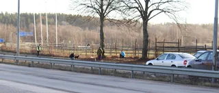 Dvärgpudel orsakade polispådrag