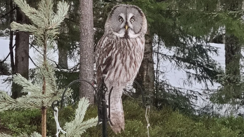 Dagens läsarbild.