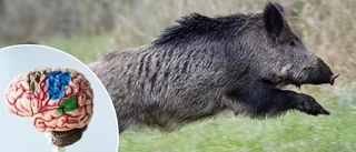 Minnet spökade – frias från påkörning av vildsvin