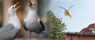 ”Vi befarar helikopterhaveri” – vill ha skyddsjakt vid lasarettet