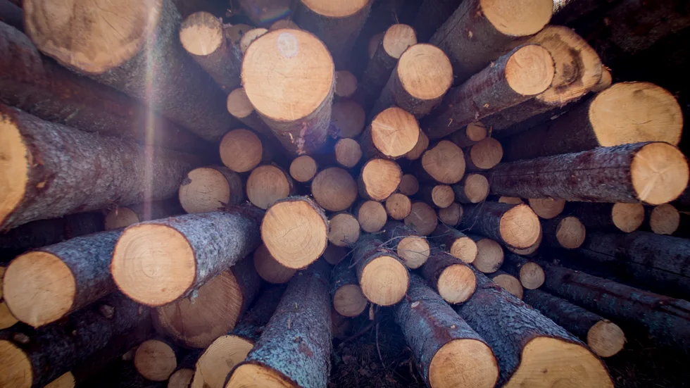 Skogsägare behöver skaffa sig en egen uppfattning om hur skogen ska skötas.