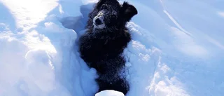 Lek i snön