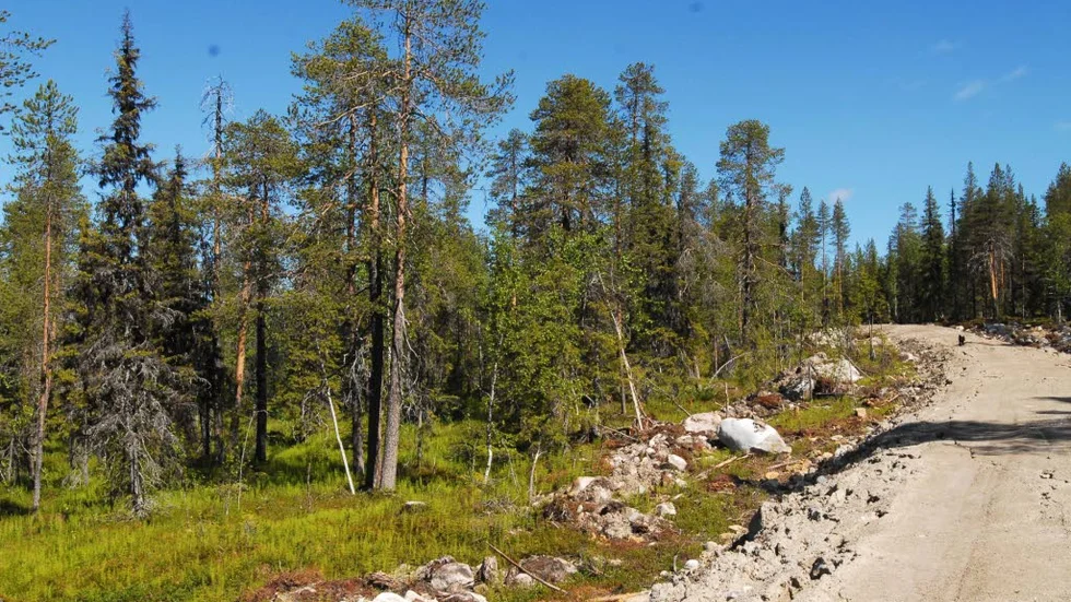 Nybruten väg i naturskog av NB-klass, nyckelbiotop.