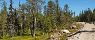 Skövlad naturskog