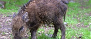 Vildsvin är inte välkomna i Vikingstad
