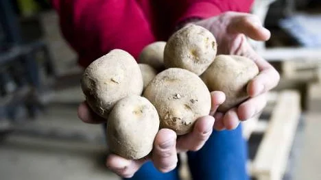 Det blir ingen odling av den omstridda genmodifierade potatisen Amflora vid Hushållningssällskapets gård i Norra Sunderbyn. Men Amflora kommer ändå att odlas i Norrbotten.