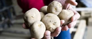 Jordbruksverket sviker i fråga om olaglig GMO-potatis