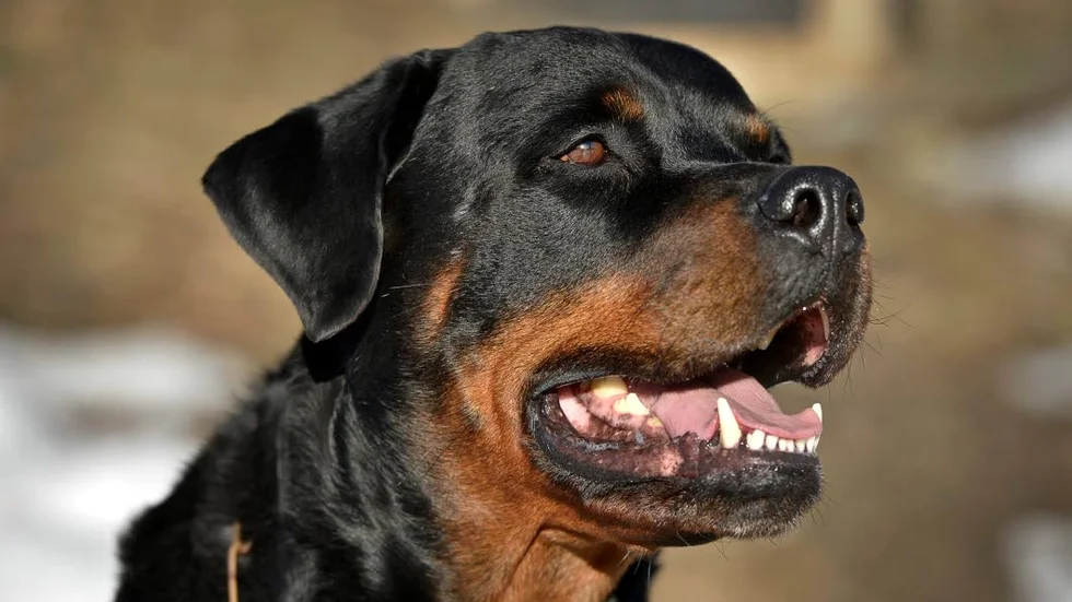 Rottweiler. Kommunikation är nyckeln i mötet med en hund, betonar skribenten.