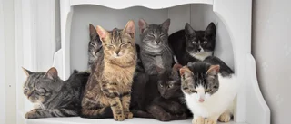 26 katter har hittats – men det kan finnas fler