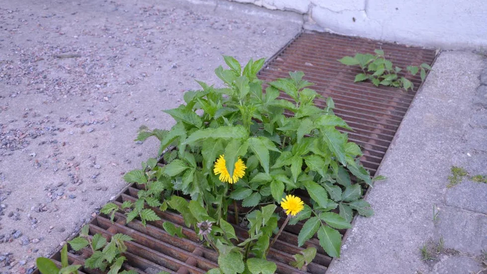 Smyckat. Det människan gjort fult försöker naturen göra vackert. Bäst att bli en vegetan.