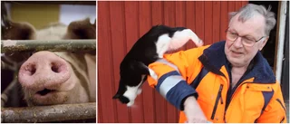Ett halvt sekel med grisar – och ännu ett pris