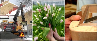 Odling, healing och musik bland nya företagen             