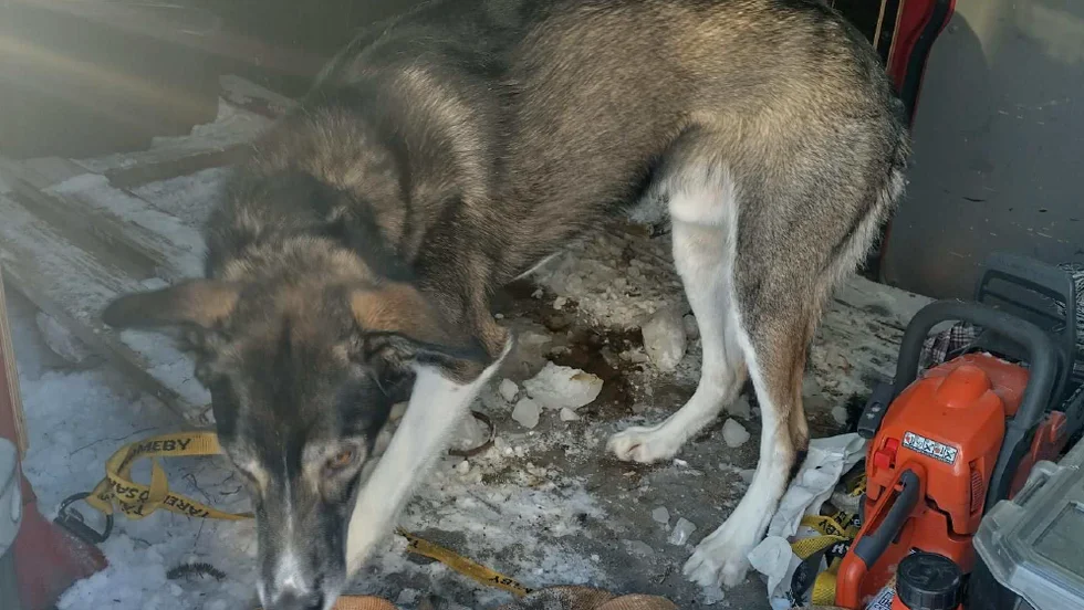 Hunden fångades in och överlämnades till sin ägare.
