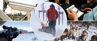 Renskötsel, snöskottning och film – här är veckans nya företag
