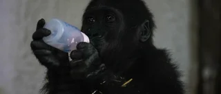 Gorillabebis hittad i flygplans lastutrymme