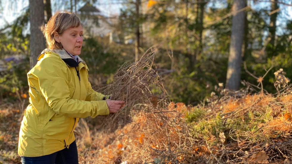 Igelkotten är rödlistad – men det finns knep för att göra en mer trivsam levnadsmiljö för kotten. Edina Várnagy, som har sedan flera år en "igelkottshög" i sin trädgård, ger sina bästa igelkottstips.